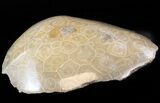 Polished Fossil Coral Head - Morocco #44916-2
